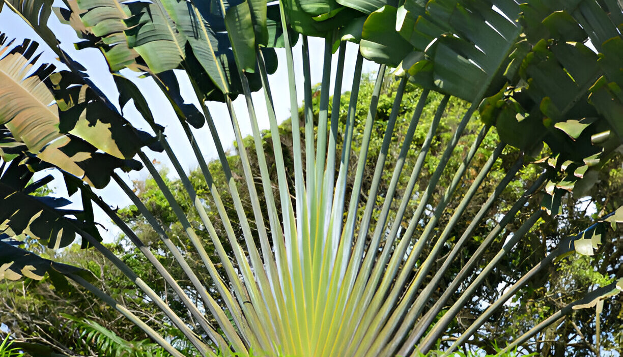 Traveller’s Palm What is it Where can I find it